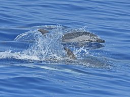 Cetacei e uccelli marini dalla barca